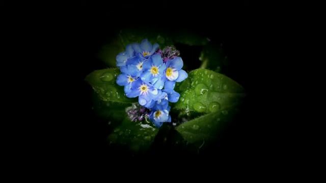 Незабудки. Презентация на тему смотреть онлайн