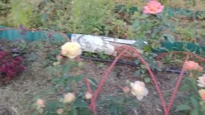 Пожалуйста, исключите пересорты роз в питомниках??? или где покупать саженцы?!