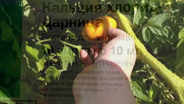 Вершинная Гниль на Томатах и Перце ? Меры Борьбы.