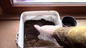 Миндаль. Сажаем косточки миндаля.