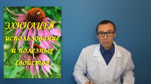 ЭХИНАЦЕЯ - использование и полезные свойства