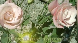 КОРОЛЕВА ИЗ ИРЛАНДИИ! ЭУСТОМА ЦВЕТЁТ
