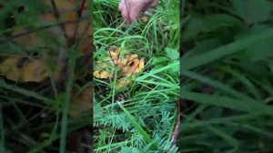 Грибы В Томске