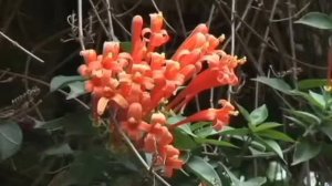 Золотой глобус 109  Танзания