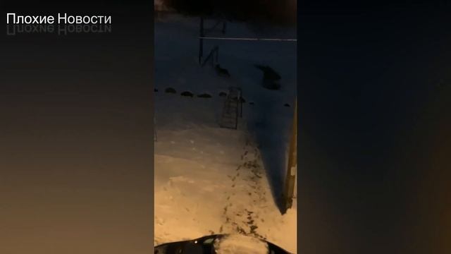 Волки вышли к людям и устроили охоту на детской площадке в Ленобласти #новости смотреть онлайн