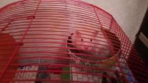 Какой хома лучше? Сирийский или джунгарский?/🐹ХОМО ШОУ🐹/