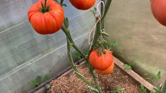 Обзор сортов томатов.Сезон 2020г.Часть 16. смотреть онлайн