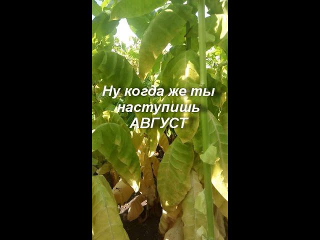 Когда же ты придешь Август.