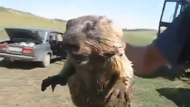 Бобер орет как баба смотреть онлайн