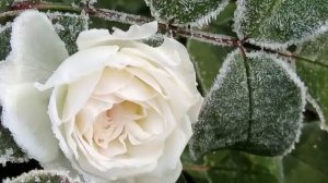 Лёха (Елена Савельева) - Белый последний снег