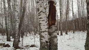 Подснежная охота