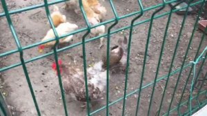 Обзор на томаты черри\ Детерминантные черри\ Рябиновые бусы\ Оранжевая шапочка