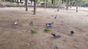 Парк Жоана Миро в Барселоне,  попугаи