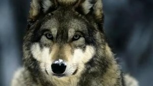 Волк отомстил, но отомстил без крови