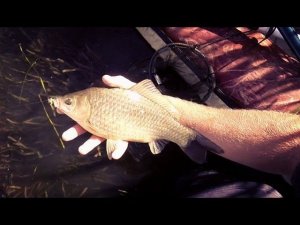 Ловля карася на поплавочную удочку. Ловля карася на маховую удочку.  Ловля карася на поплавнушку.