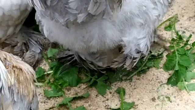 БРАМА ИЗАБЕЛЬ ВОСЕМЬ МЕСЯЦЕВ смотреть онлайн