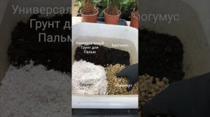 Пересадка Цикаса или Саговой пальмы