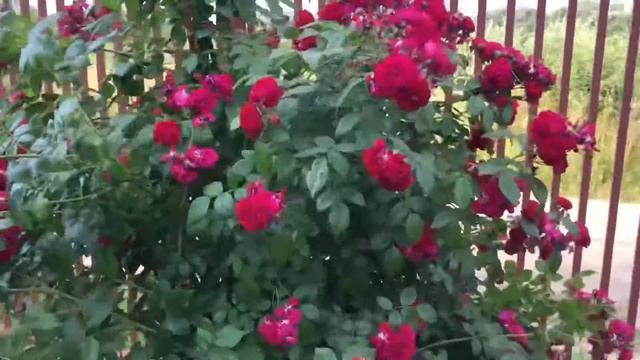 Супер плетистая Роза Старлет роз Лола!! смотреть онлайн