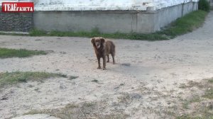 КАК РЕШАЮТ ПРОБЛЕМУ БРОДЯЧИХ СОБАК