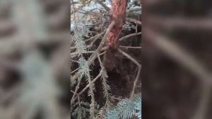 Санитарная обрезка голубой ели
