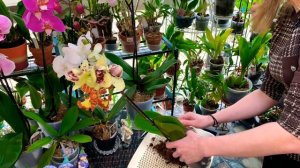 Орхидея Фаленопсис пелорик! Открываю сезон новых посылок!