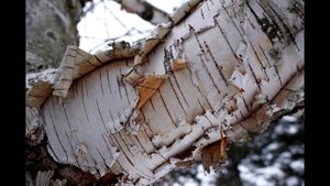 Берестяная трубочка. Михаил Пришвин