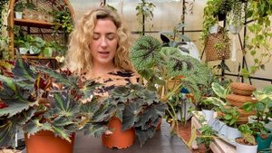 Begonia Black mamba/Black fang, Breakdance, and Iron cross. Care tips and propagation