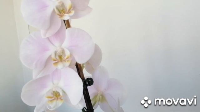 Мои орхидей в полном роспуске 3 часть. смотреть онлайн