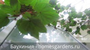 Баухиния - орхидейное дерево в нашей оранжерее