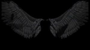 ФУТАЖ КРЫЛЬЯ НА ЧЕРНОМ ФОНЕ