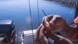 PF- How to rig a bloodworm