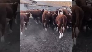 Продаются бычки