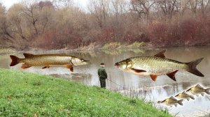 Рыба наваливает по бешеному в октябре ноябре! Секреты ловли крупной рыбы на реке.
