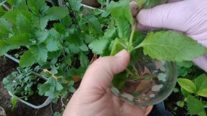 ВЕРБЕНА. Размножение черенками весной, быстро и просто. Как сохранить на зиму, чтобы не сеять весно