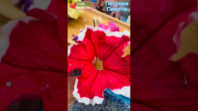 Петуния Пикоти от  Семко. #петунии #петуния #петунька #петунияпикоти #прищипываниепетунии #семко