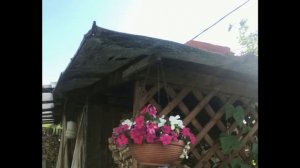 Цветы на даче июль 2023 год