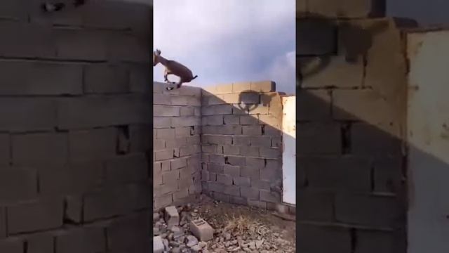 Goat Climbing on the wall