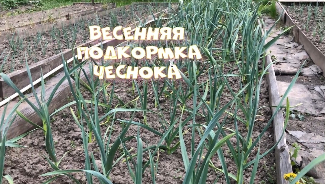 Первые подкормки весной. Первая Весенняя подкормка чеснока. Огород своими чеснок.