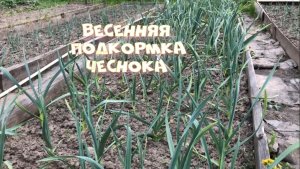 Первая весенняя  подкормка чеснока и лука .Самая эффективная