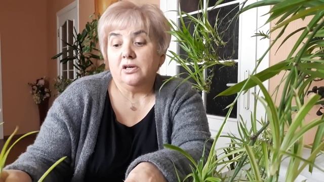 Хлорофитум. Размножение для уличного использования. Мои цветы. Мой опыт.