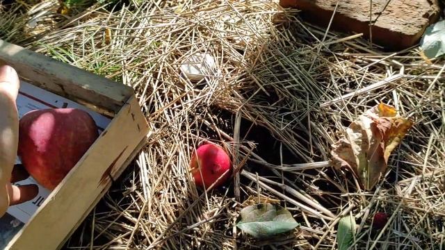 Сорт яблук "Ред Чіф"(Red Chief) смотреть онлайн