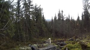 80 дней в тайге. Пушной промысел. Видеодневник. Часть 4