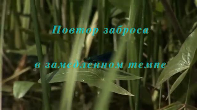 Пример нахлыстового заброса на средние дистанции смотреть онлайн