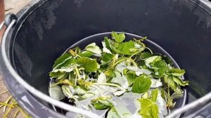 #рассадаклубники #торфосмесь #клубникавкасете ТАКОЙ ГРУНТ ИДЕАЛЬНО ПОДОЙДЕТ ДЛЯ РАССАДЫ КЛУБНИКИ!