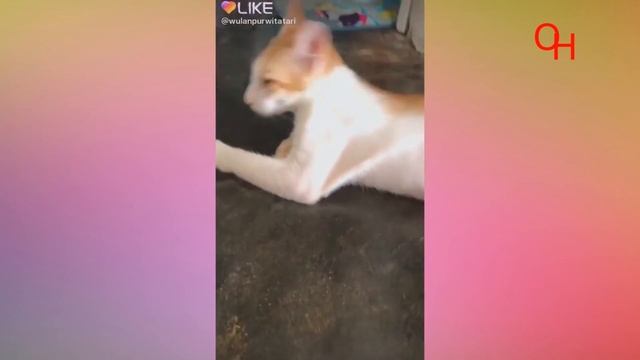 Котики и милые котята. Смешные котята играют. Много котят.