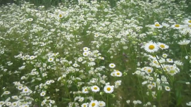 Ромашки Июля на Полесье Мелкие и Много (Camomile. Daisies) смотреть онлайн