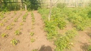 Часть 2. Как я зарабатываю деньги...Поэтапный заработок на участке...