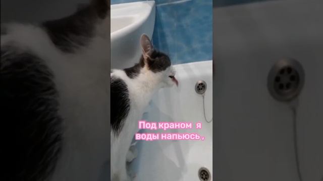 Смешные кошки# 2 кошки и 1 кот# Гонял меня кот Лёпка#