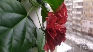 лайфхак гибискус / Hibiscus Malvaceae