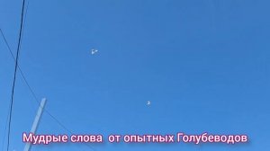 Мудрые слова от опытных Голубеводов. #голубеводы #Голуби #голубятники #бойныеголуби #голубиасха